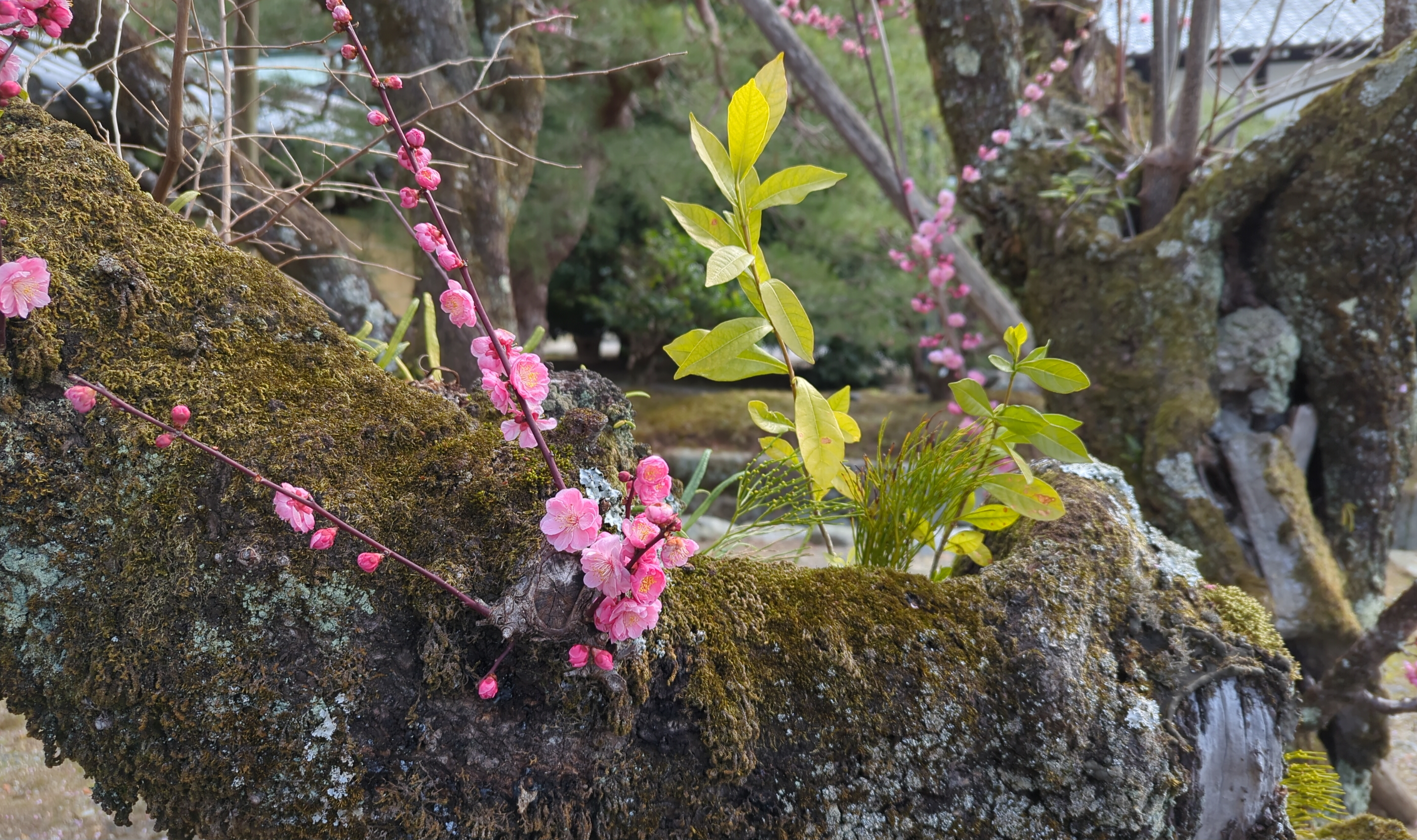 Early sakura in Kyoto